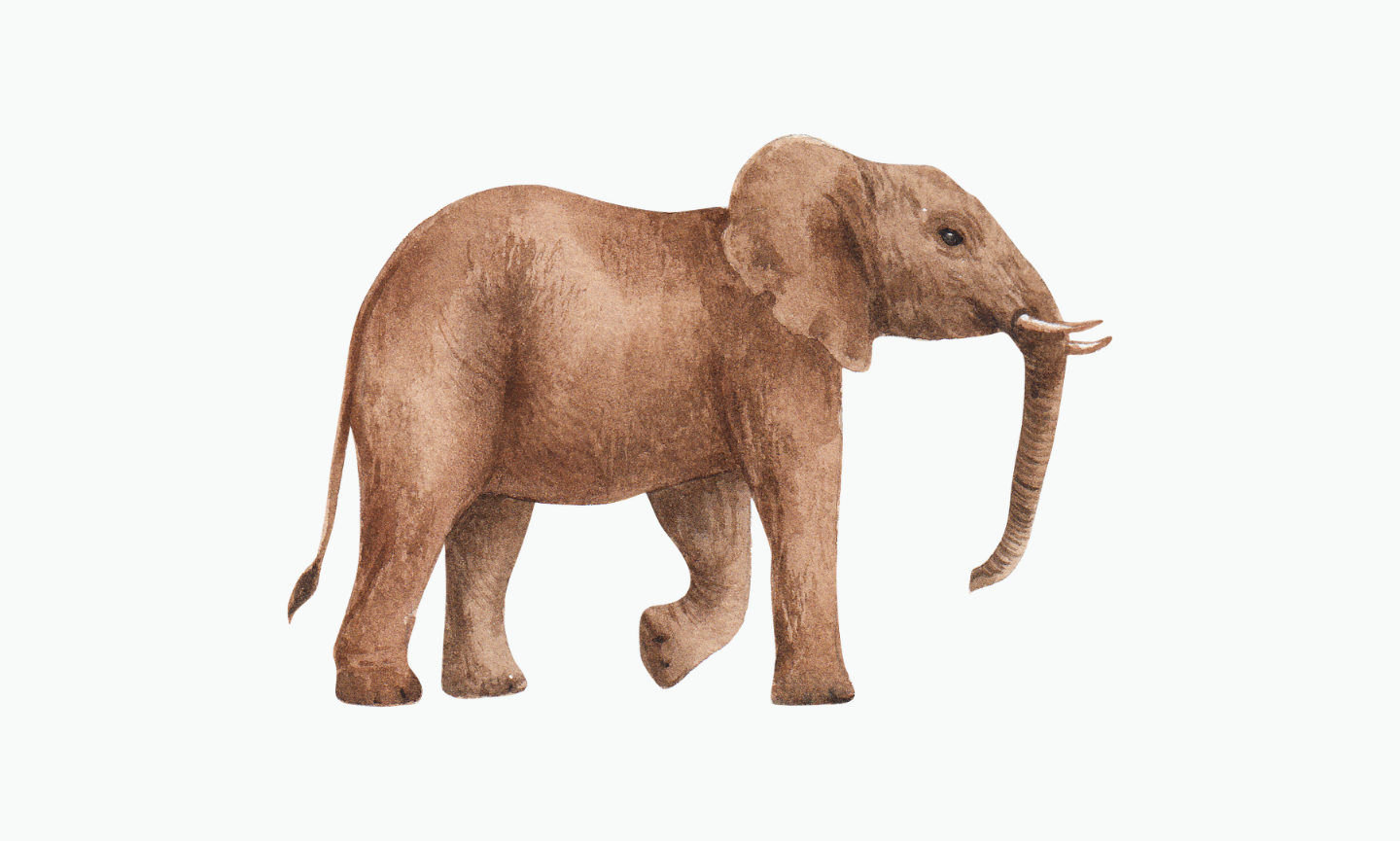 African Bush Elephant | Type of Elephant