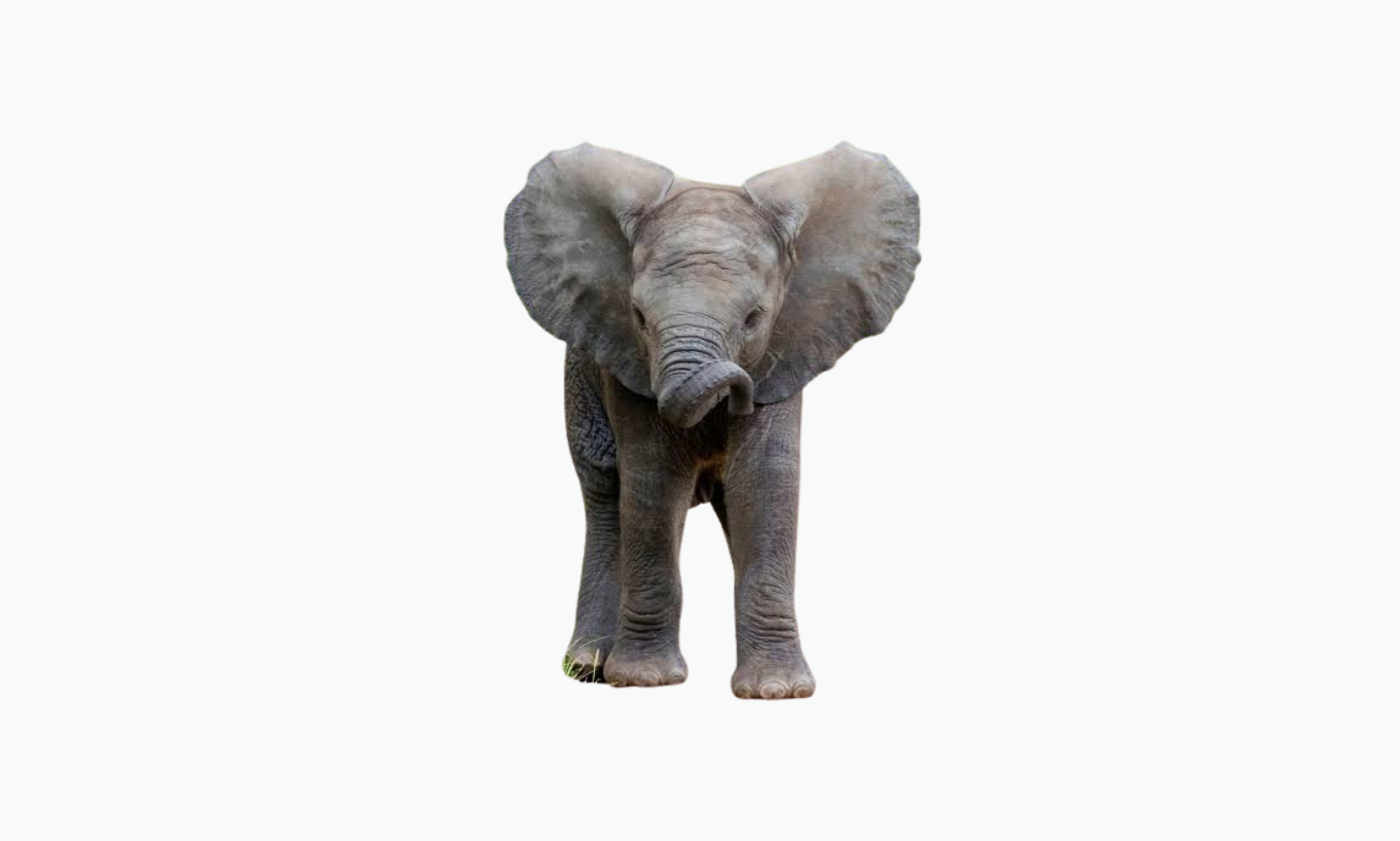 African Forest Elephant | Type of Elephant
