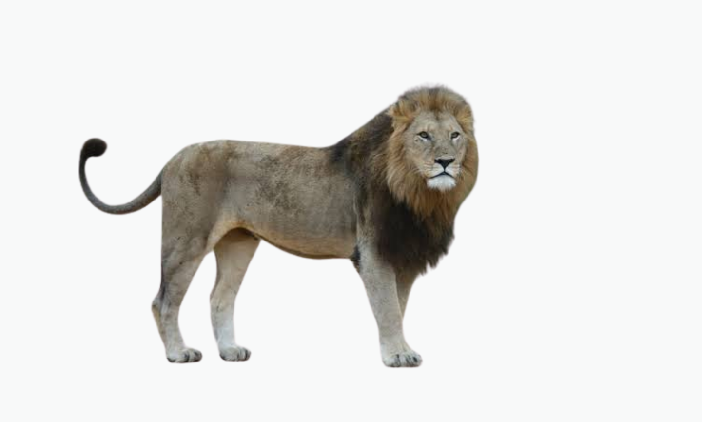 African Lion | Types of Lions