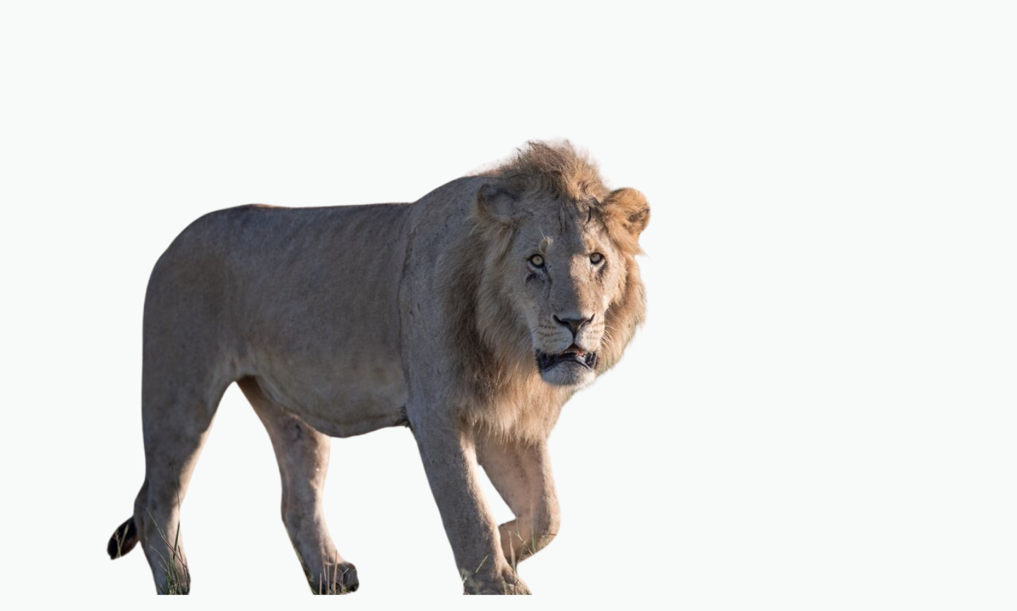 Amboseli Lion | Types of Lions