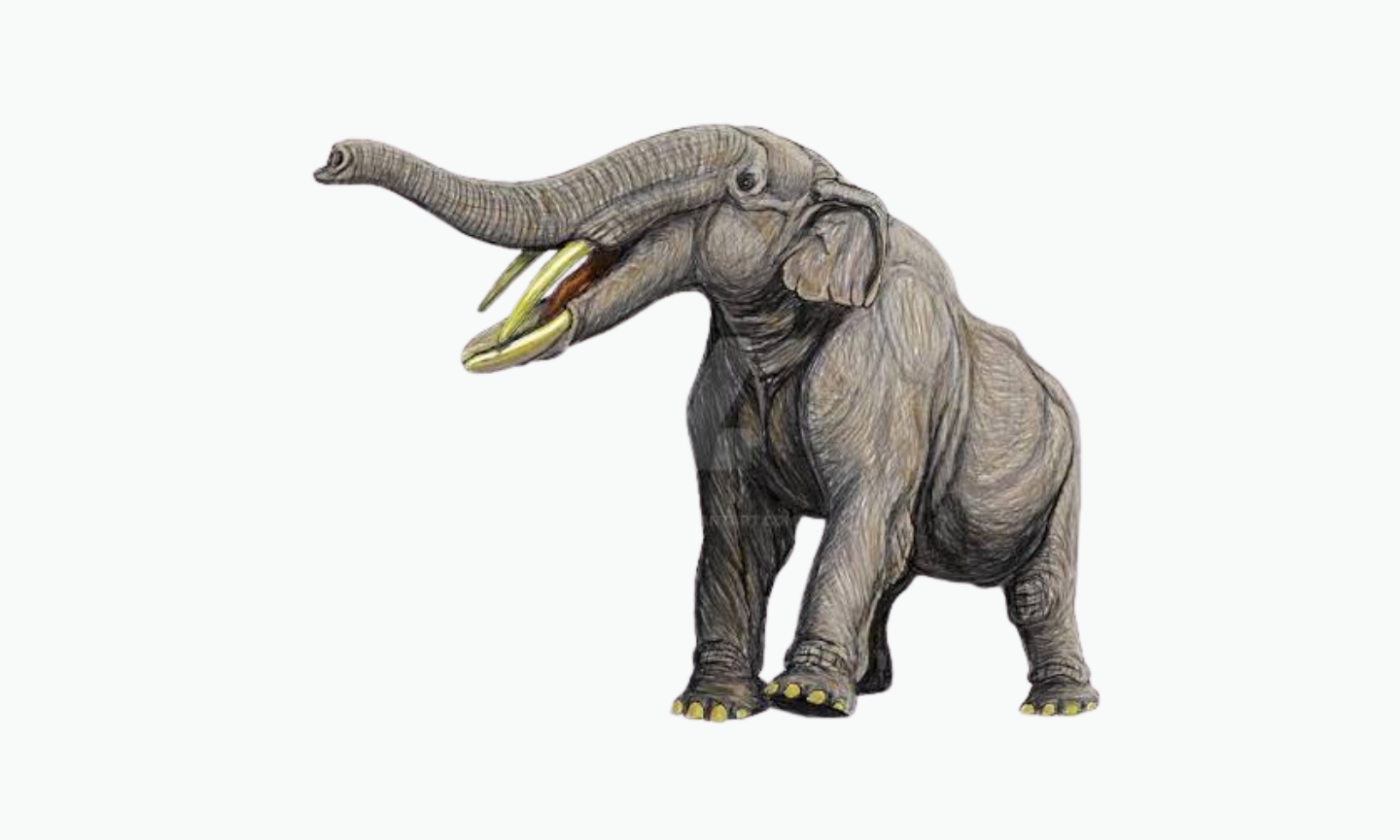 Amebelodon | Type of Elephant