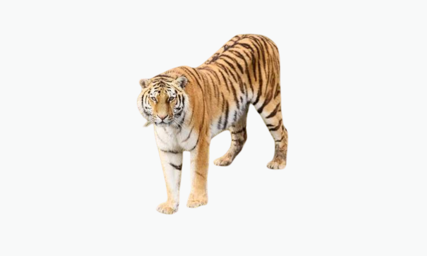 Amur Tiger | Types of Tiger