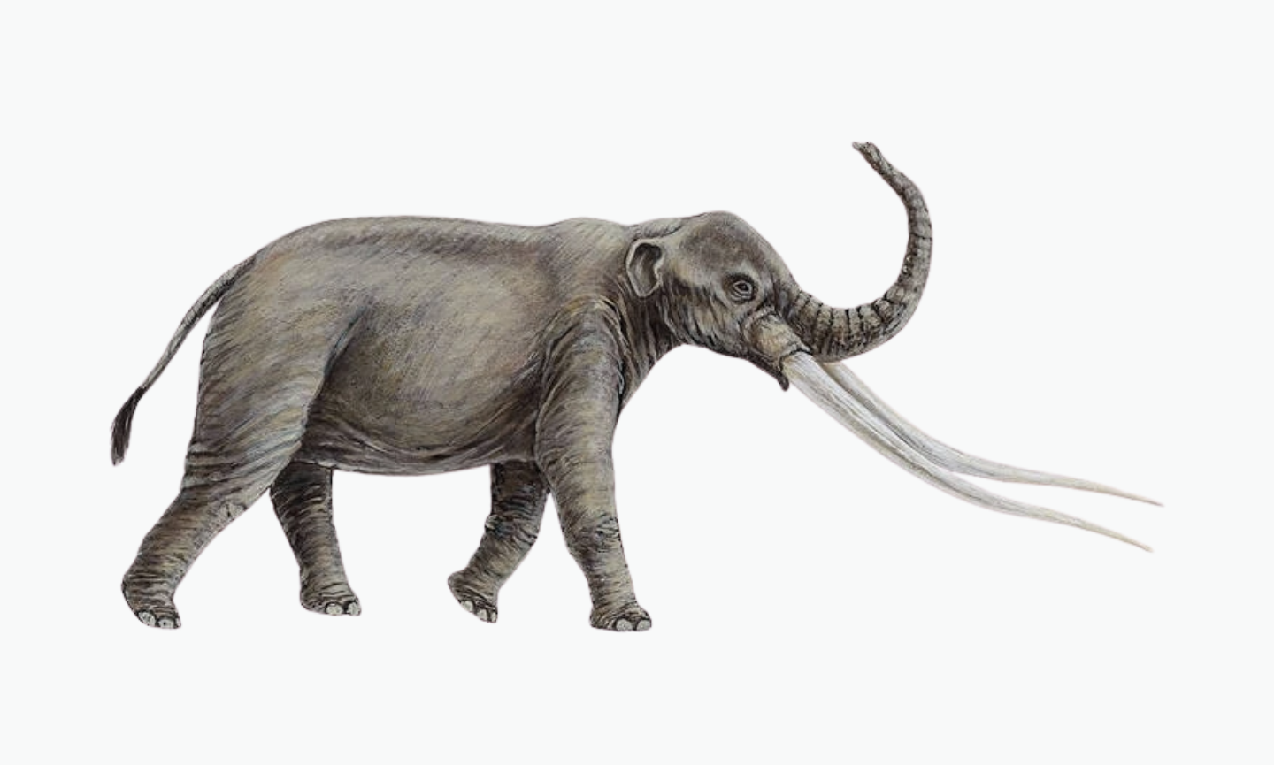 Anancus | Type of Elephant