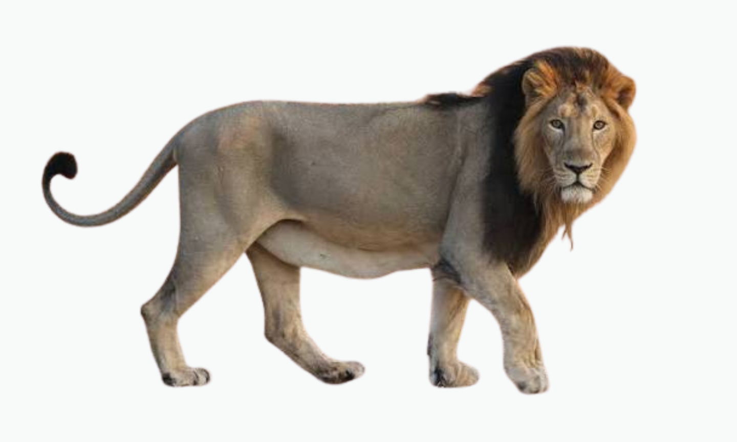 Asiatic Lion | Types of Lions