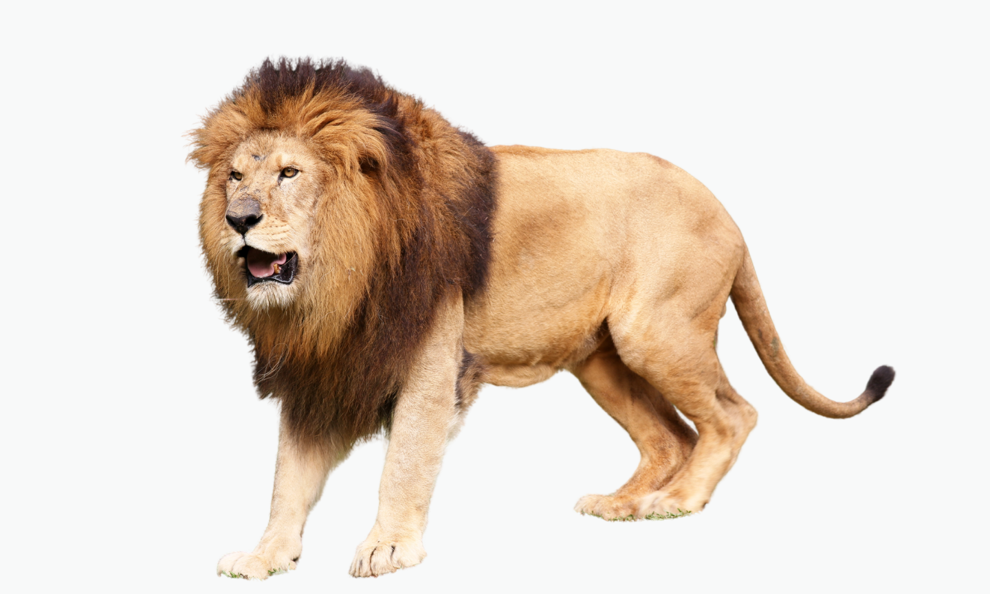 Barbary Lion | Types of Lions