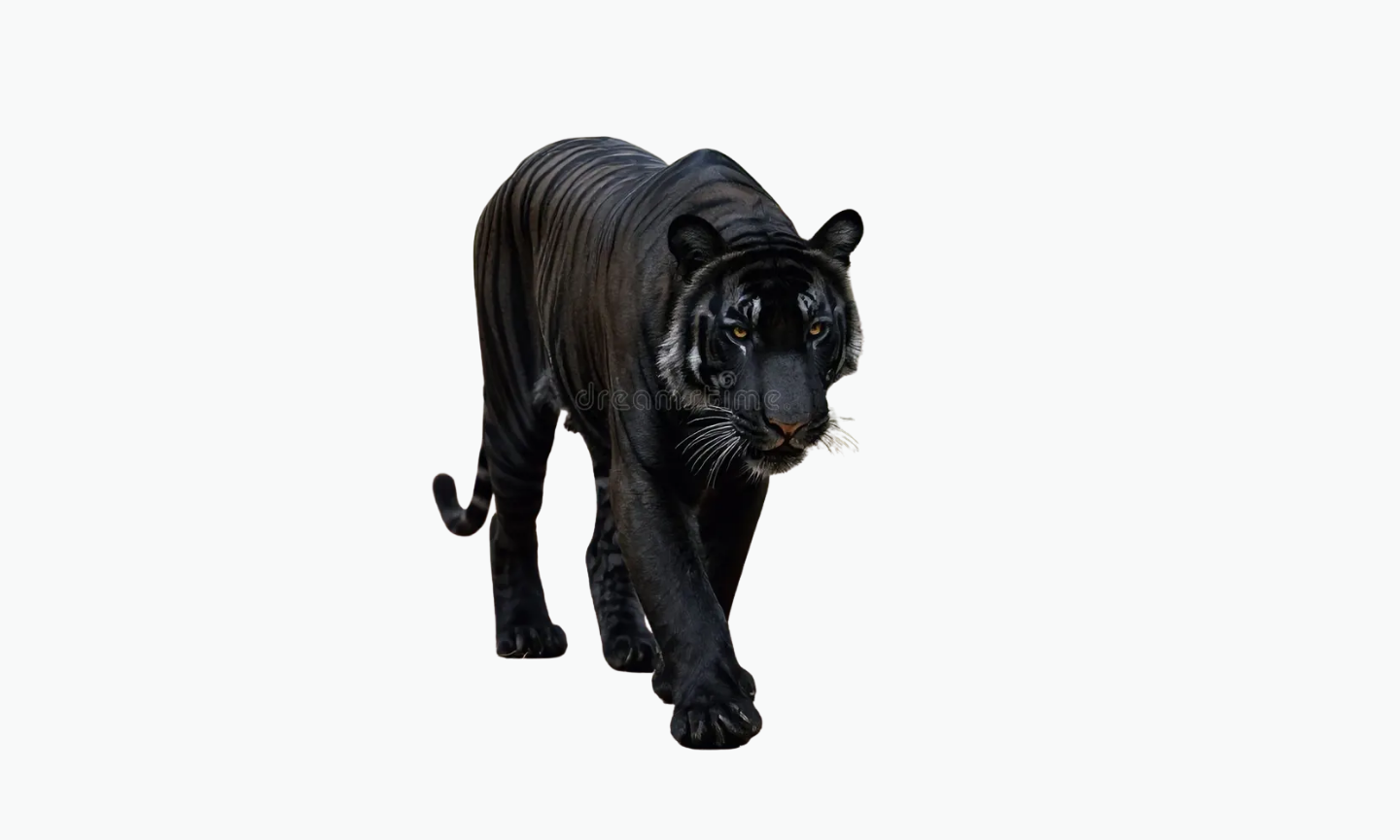 Black Tiger | Types of Tiger