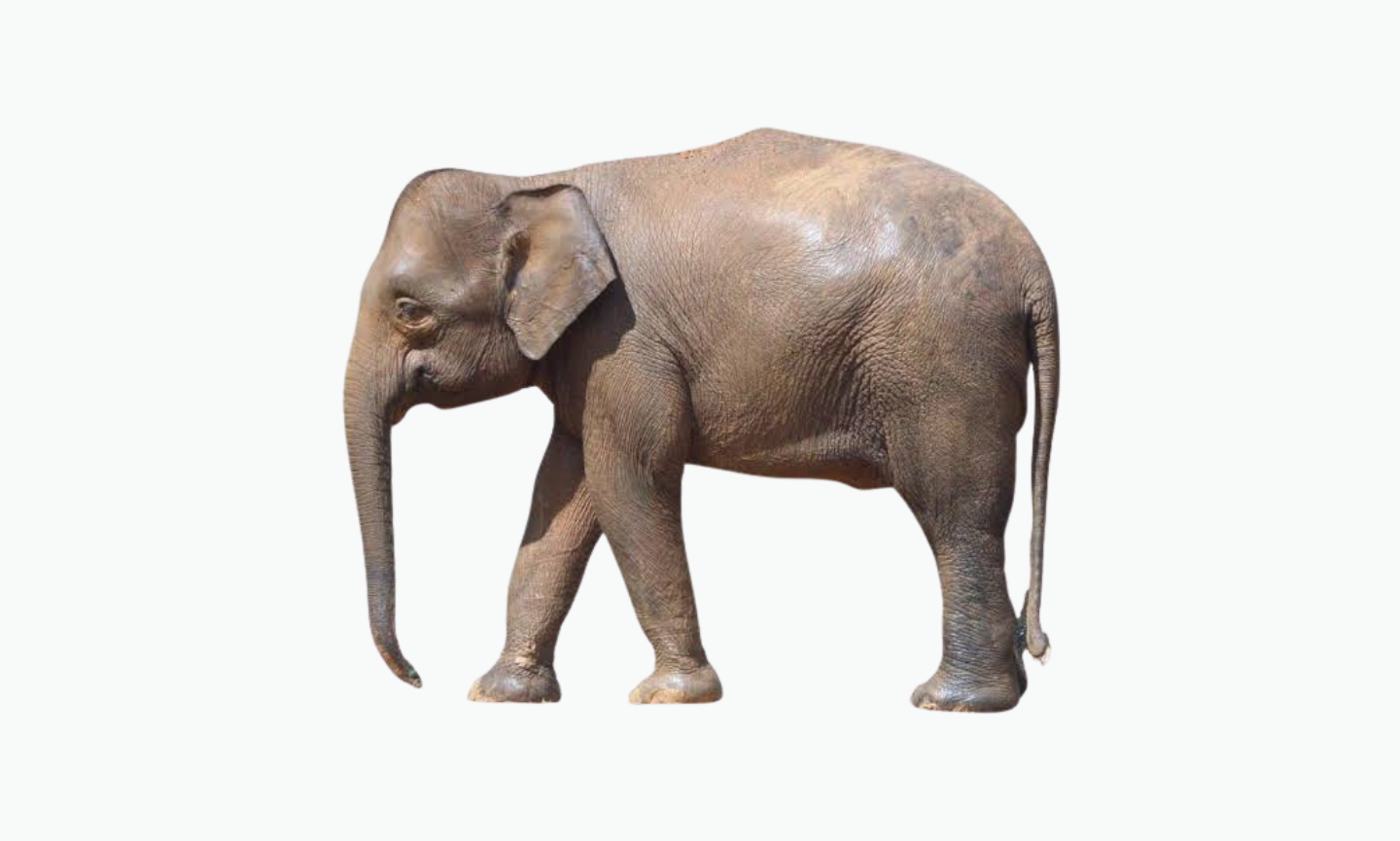 Bornean Elephant | Type of Elephant