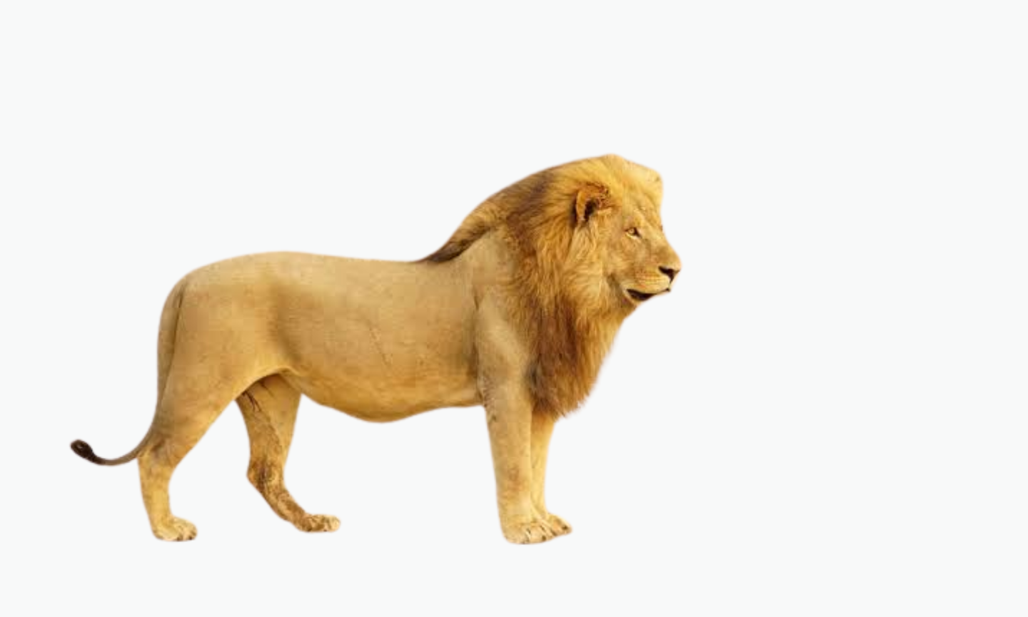 Botswana Lion | Types of Lions