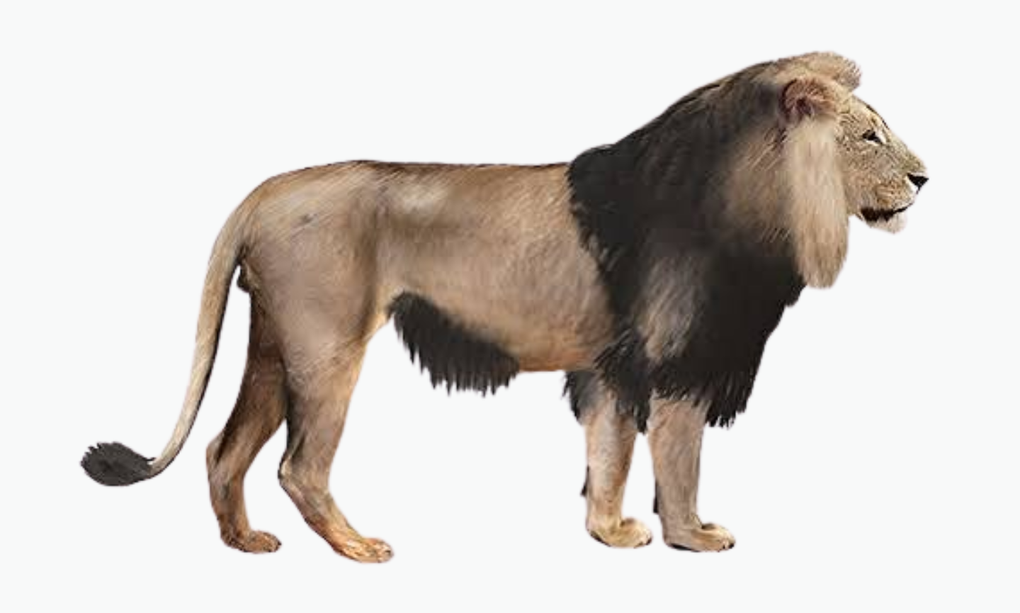 Cape Lion