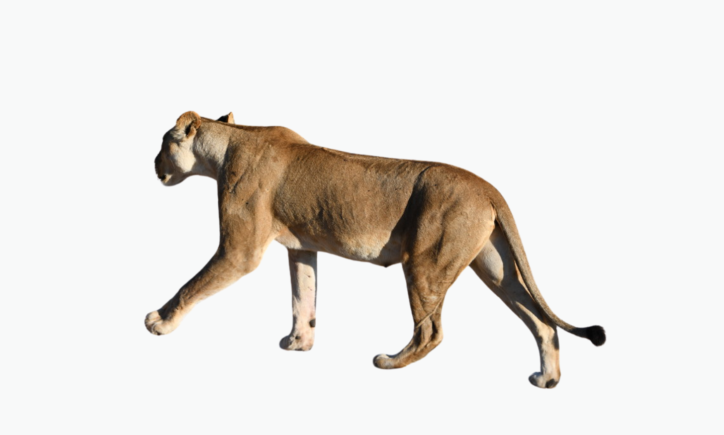 Chobe Lion | Types of Lions