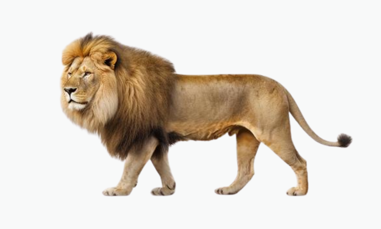 Congo Lion | Types of Lions