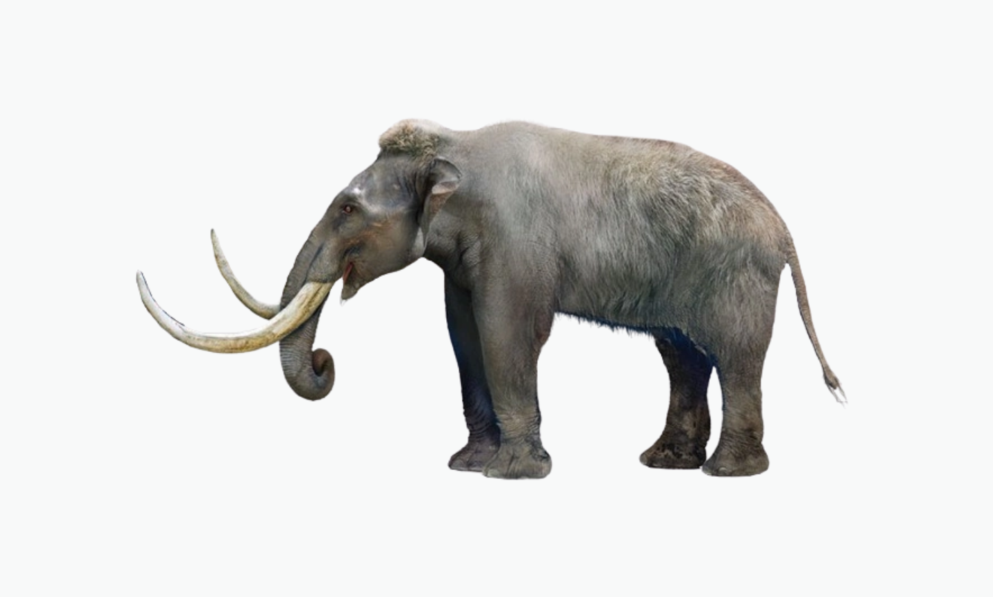 Dwarf Mammoth