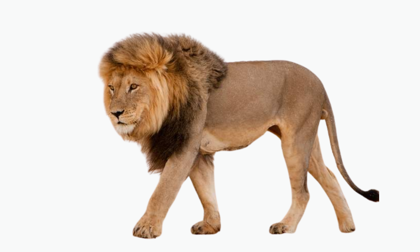East African Lion