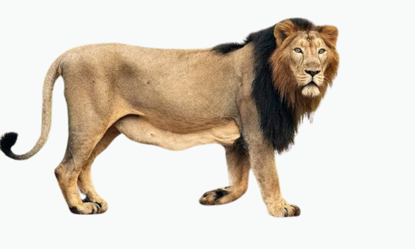Gir Lion | Types of Lions