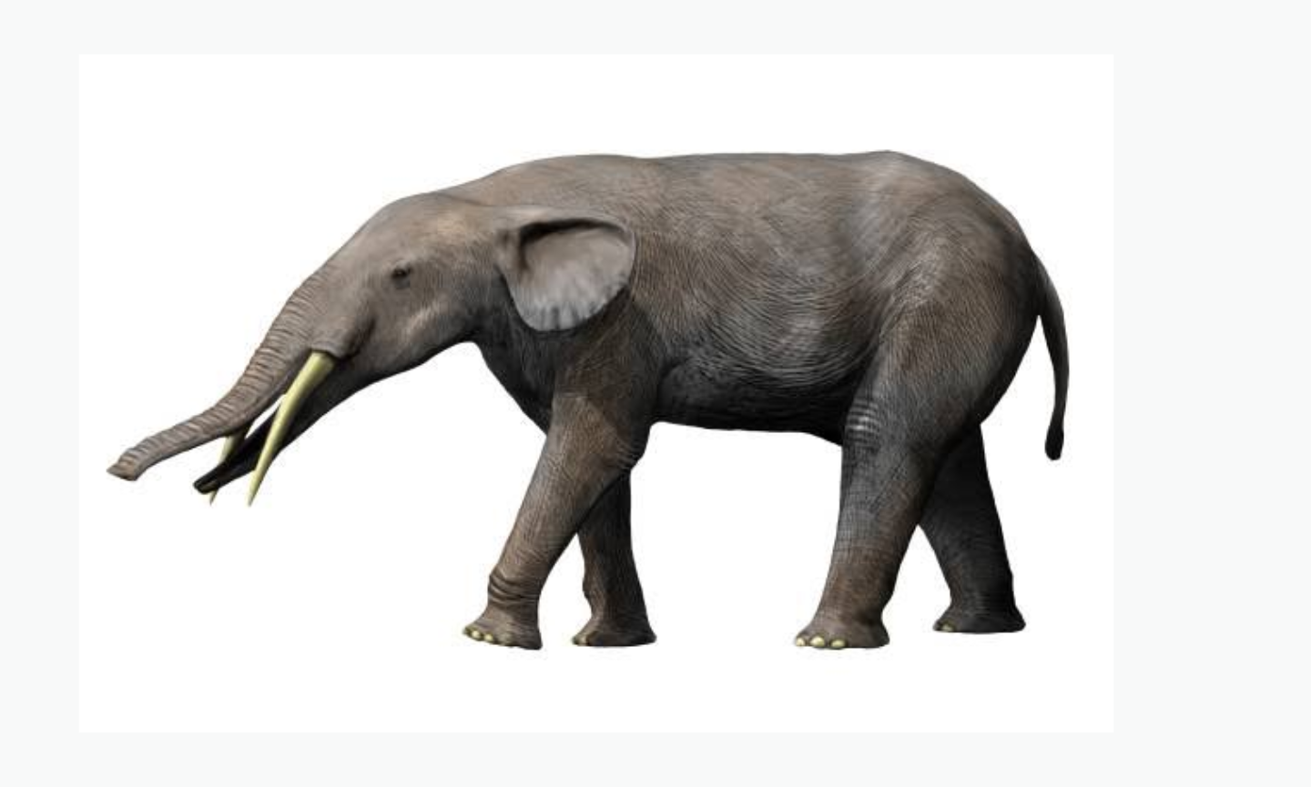 Gomphotherium | Type of Elephant