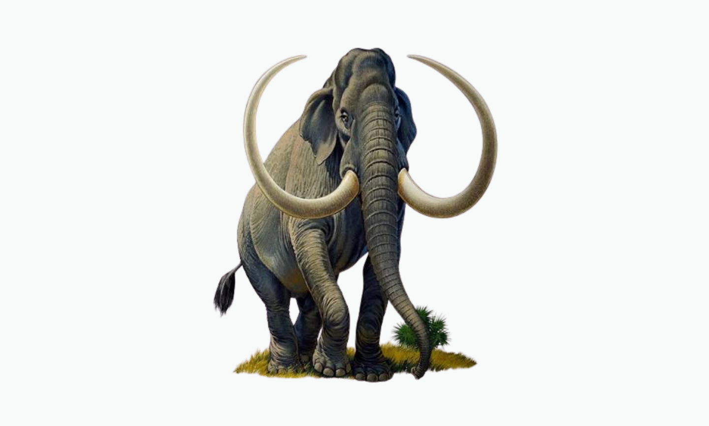 Imperial Mammoth | Type of Elephant