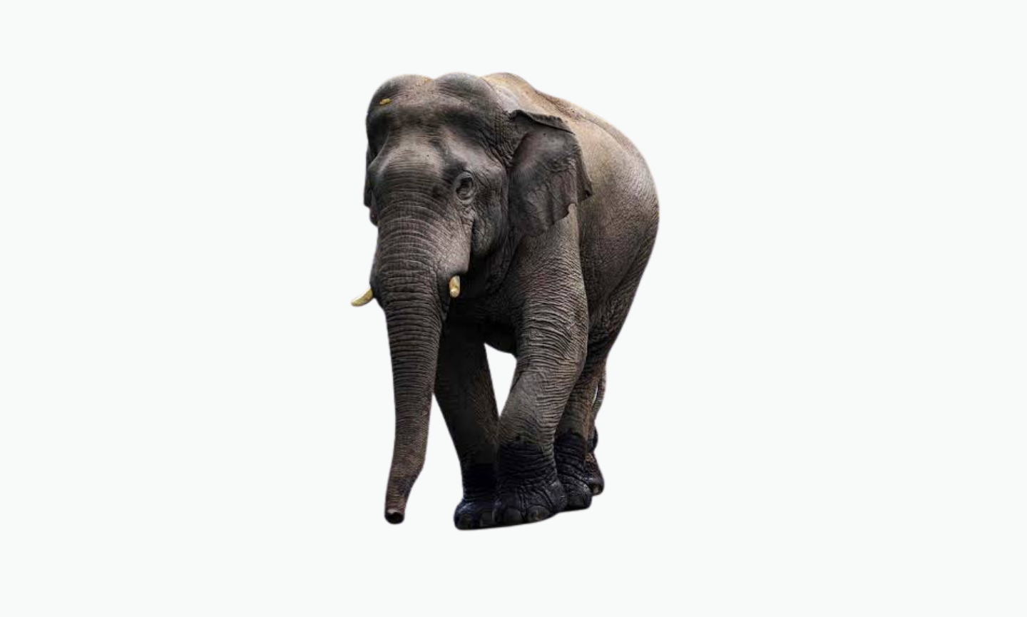 Indian Elephant | Type of Elephant