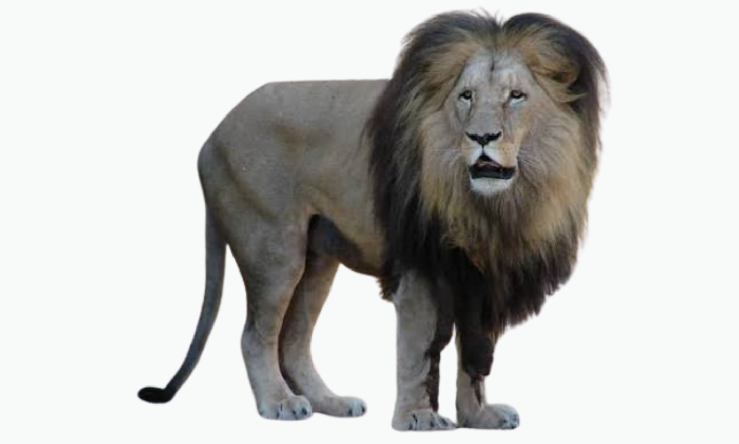 Katanga Lion | Types of Lions