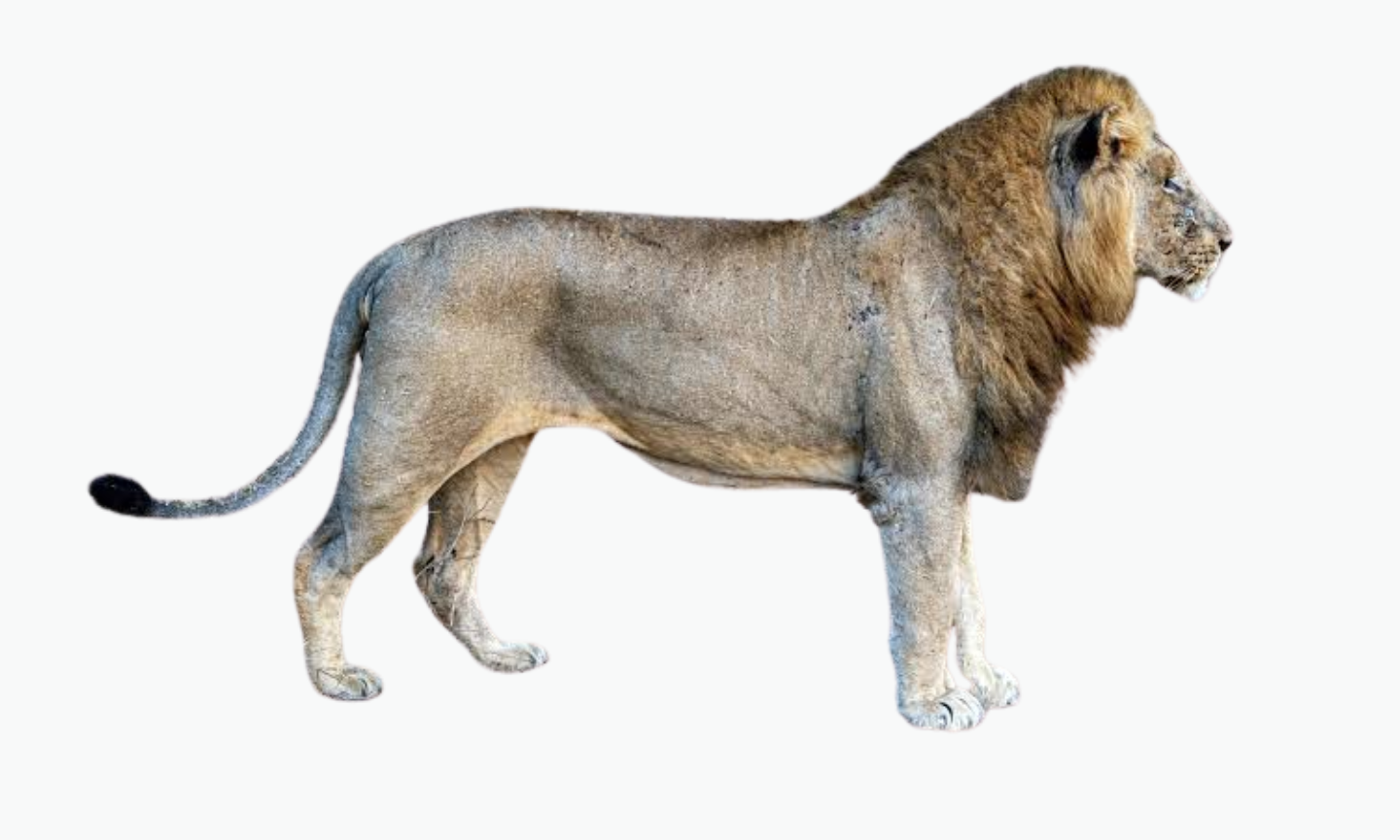 Kruger Lion | Types of Lions