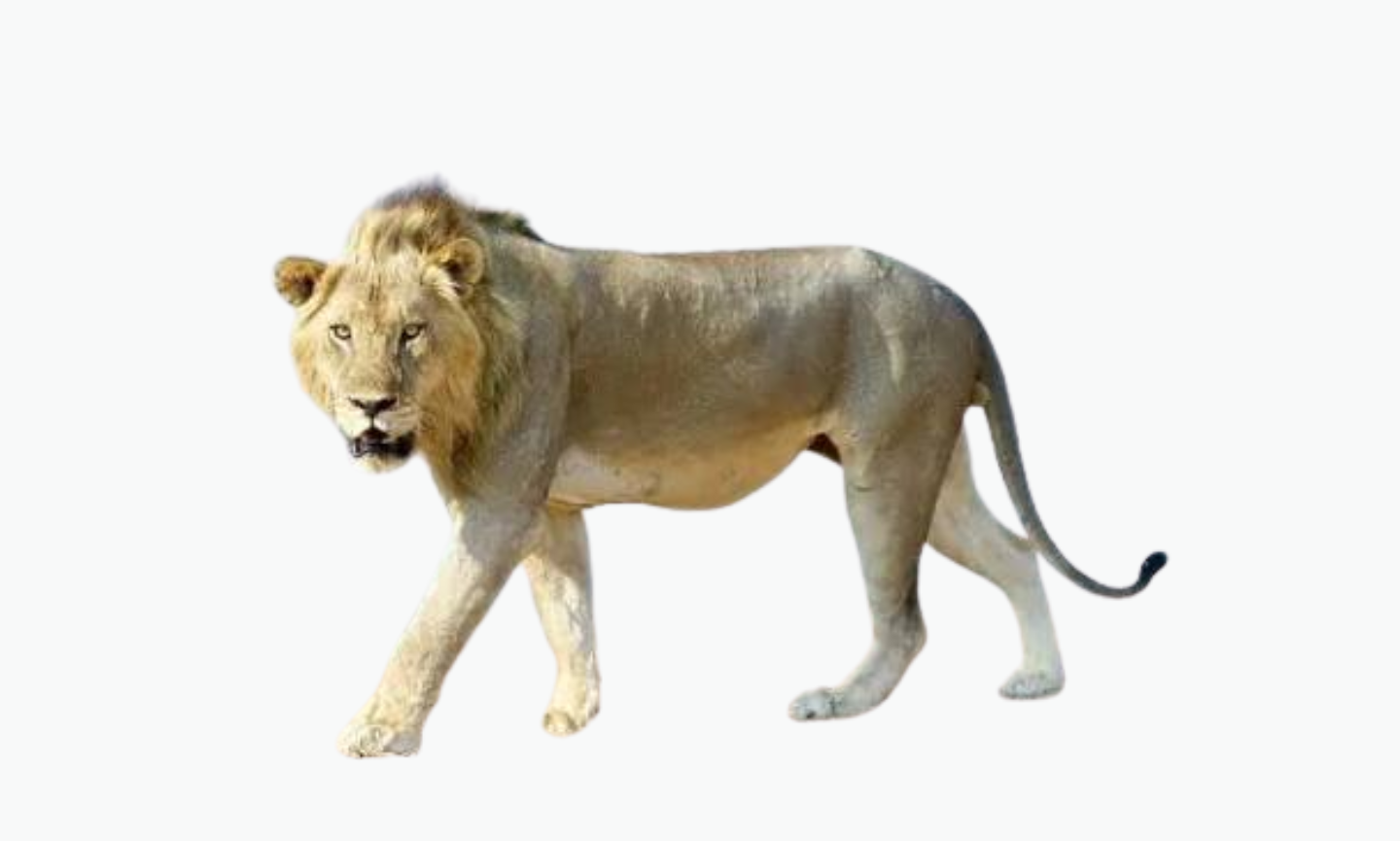 Luangwa Lion