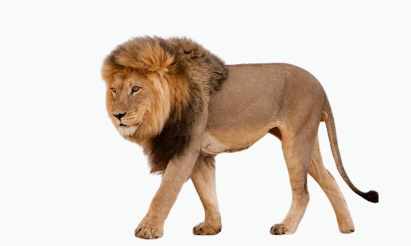 Mali Lion | Types of Lions