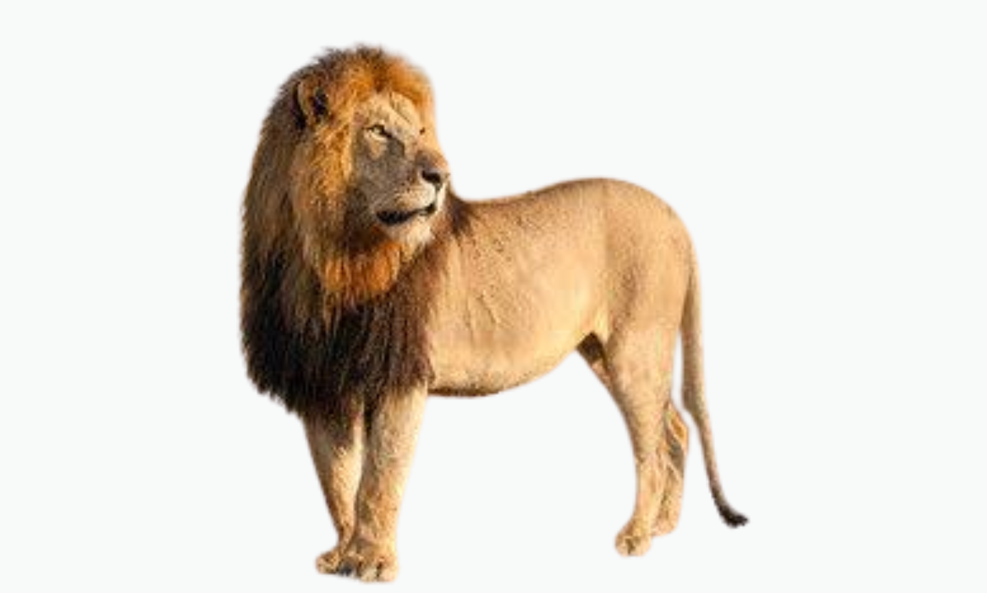 Mara Lion | Types of Lions