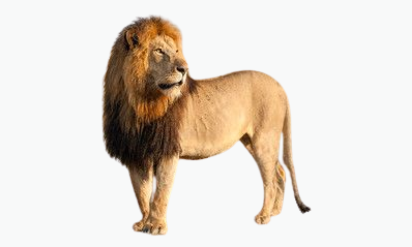 Masai Lion | Types of Lions