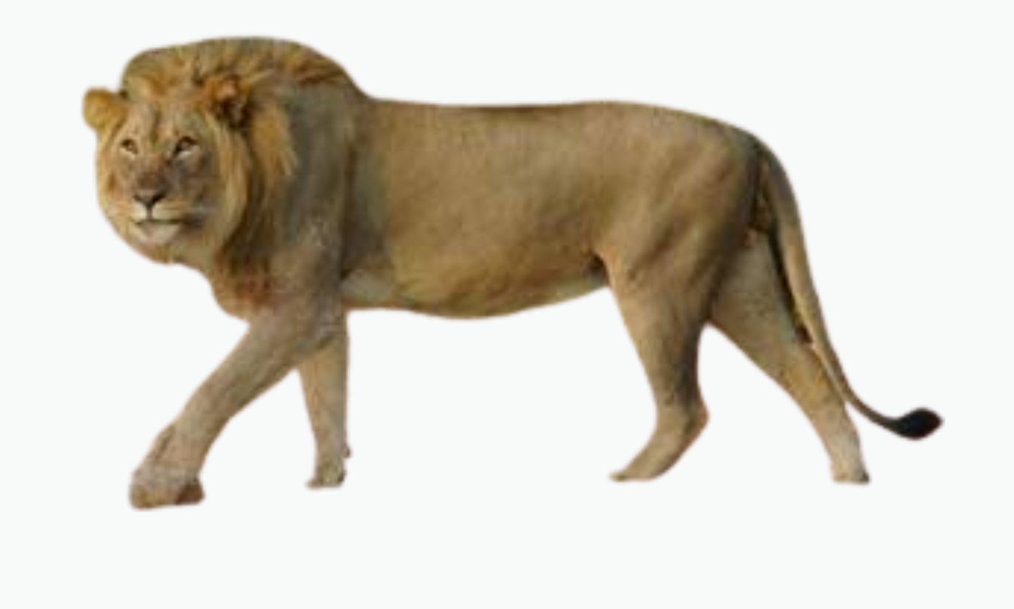Namibian Lion | Types of Lions
