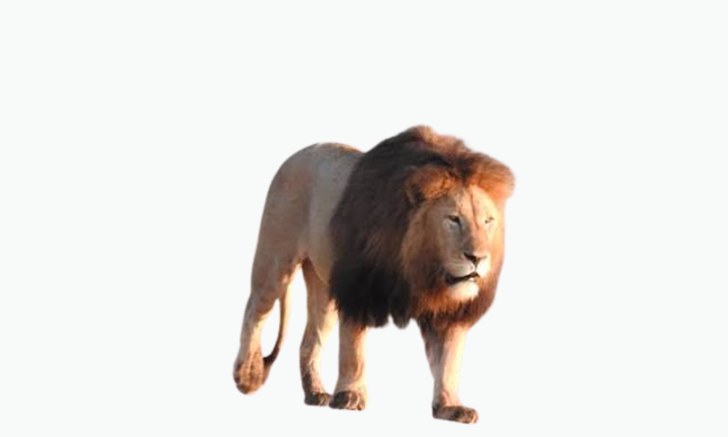 Ngorongoro Lion | Types of Lions