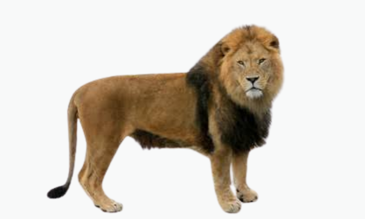 Nubian Lion