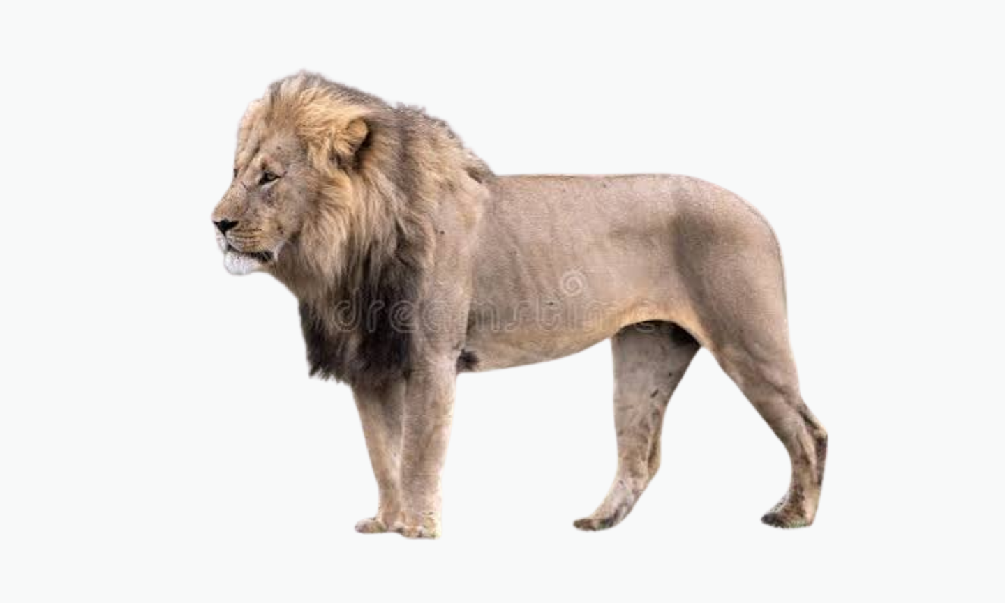Okavango Lion