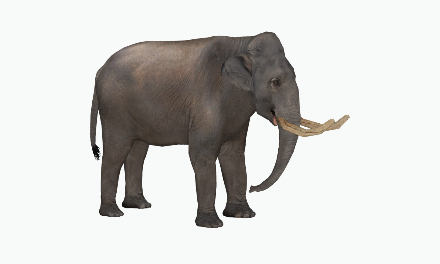 Palaeoloxodon namadicus