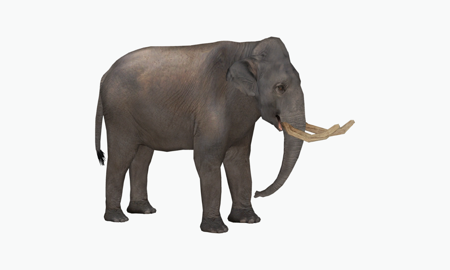 Palaeoloxodon Naumanni | Type of Elephant