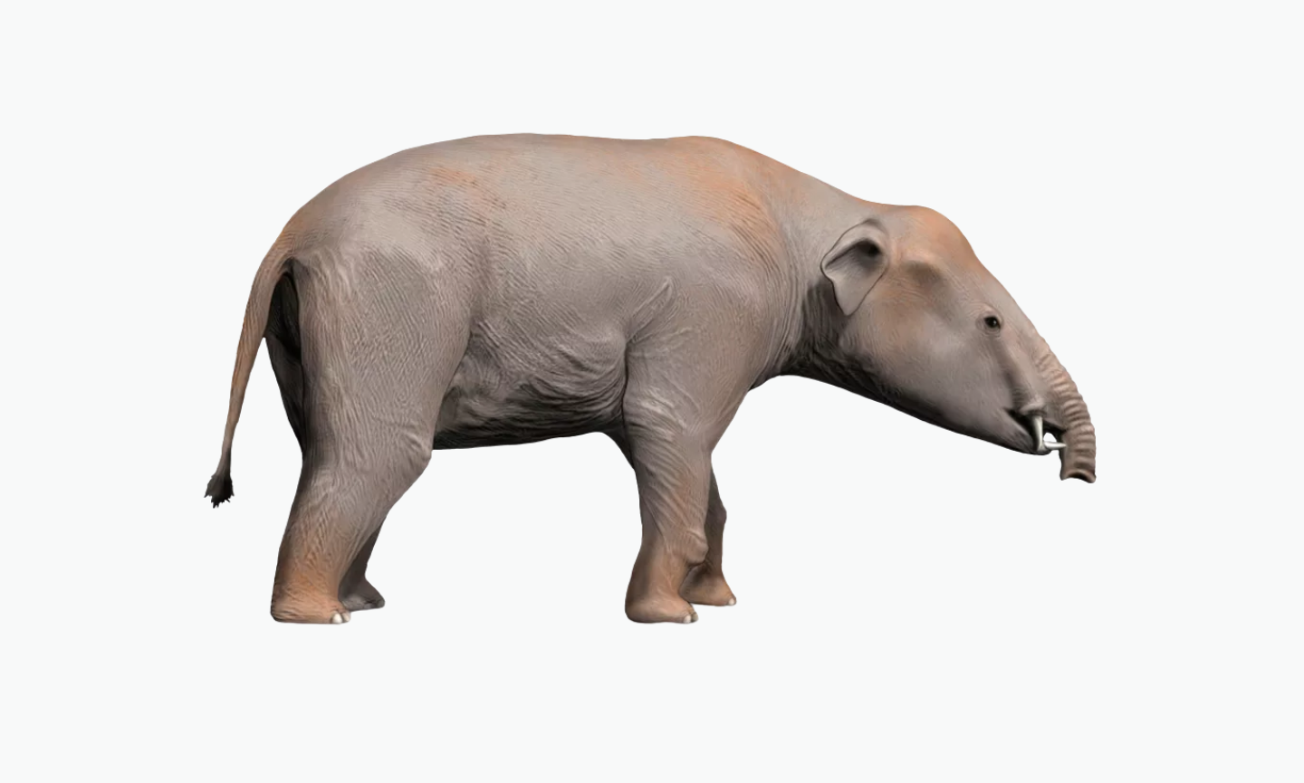 Palaeomastodon