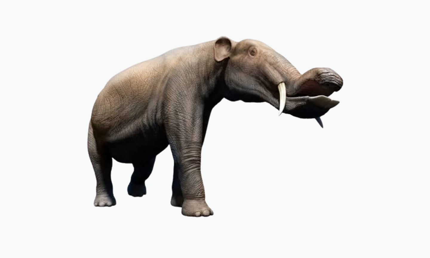 Platybelodon | Type of Elephant