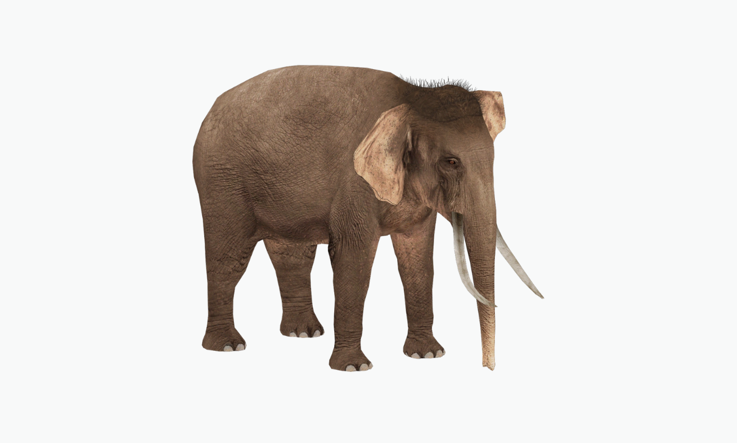 Primelephas