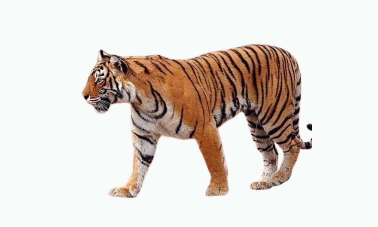 Royal Bengal