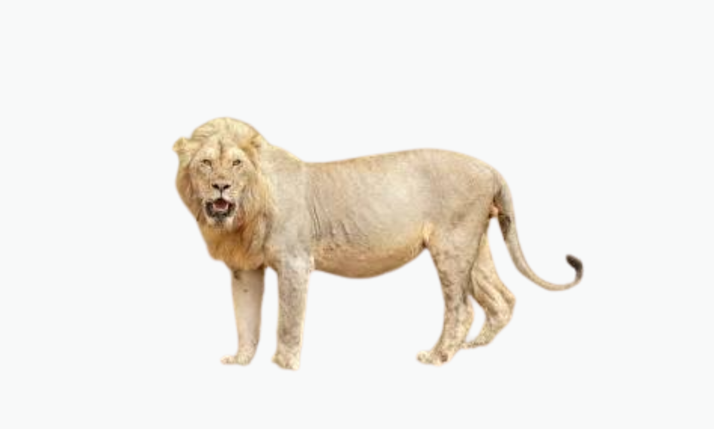 Serengeti Lion