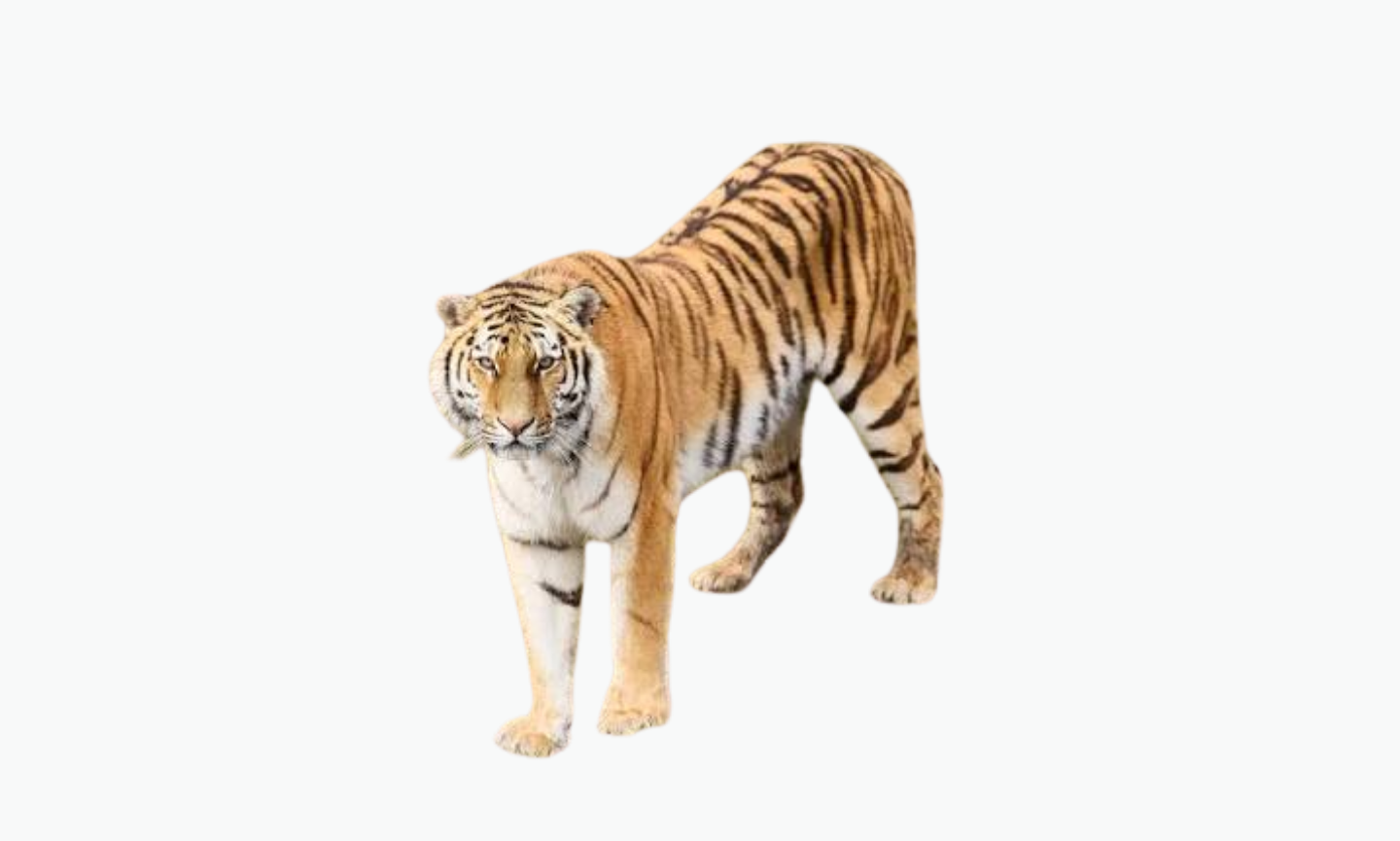 Siberian Amur