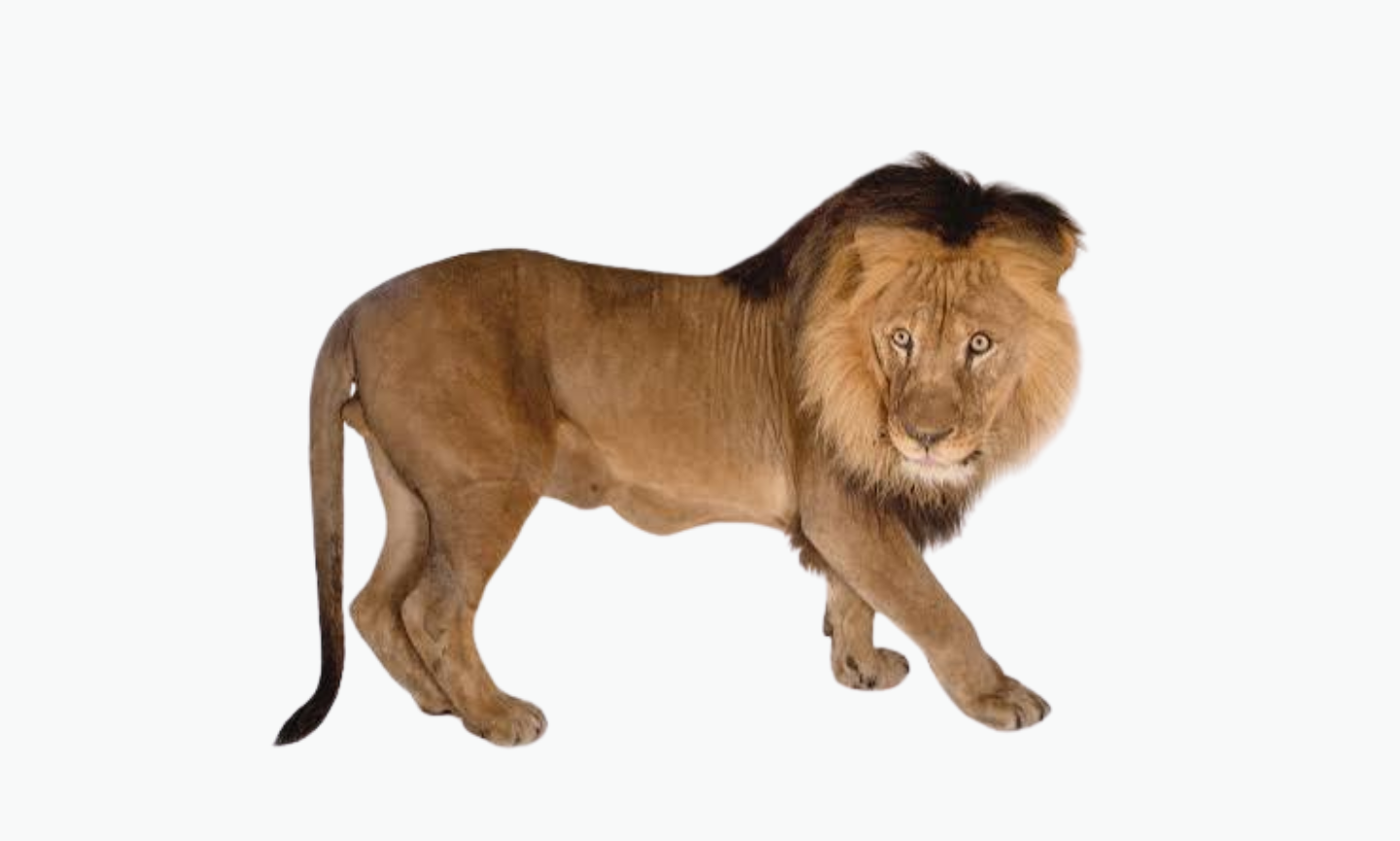 Southern African Lion