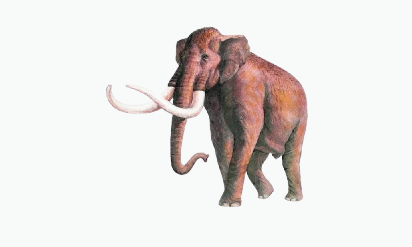 Southern Mammoth