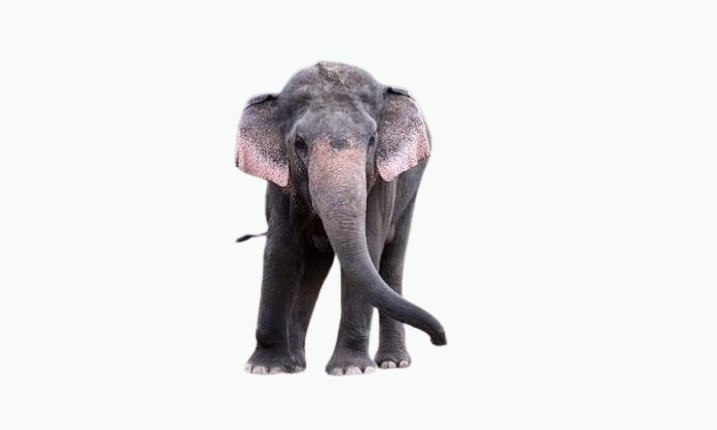 Sri Lankan Elephant