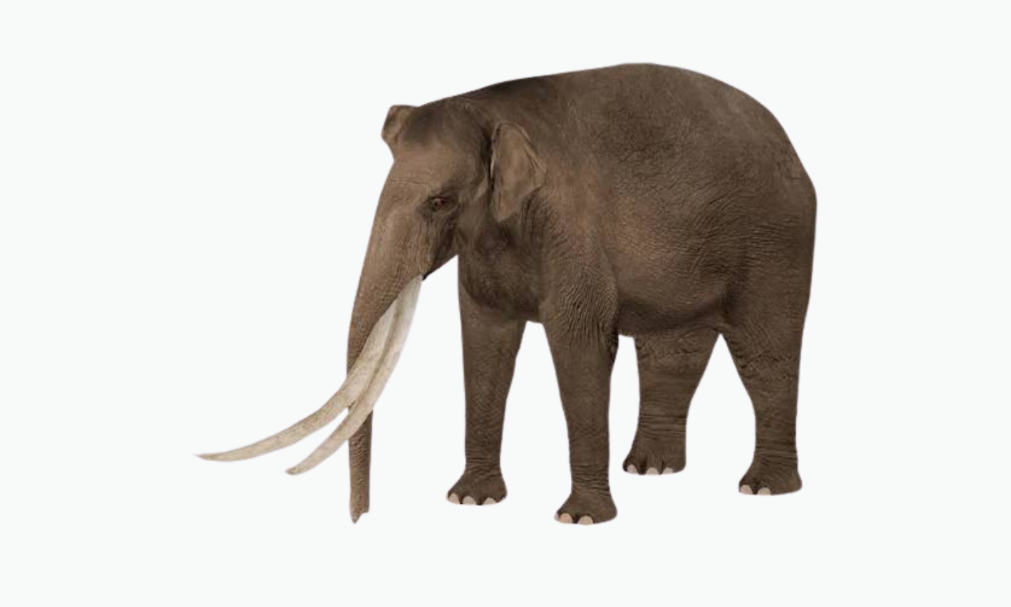 Stegodon Orientalis | Type of Elephant
