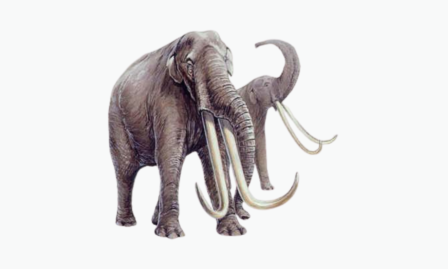 Stegodon Trigonocephalus