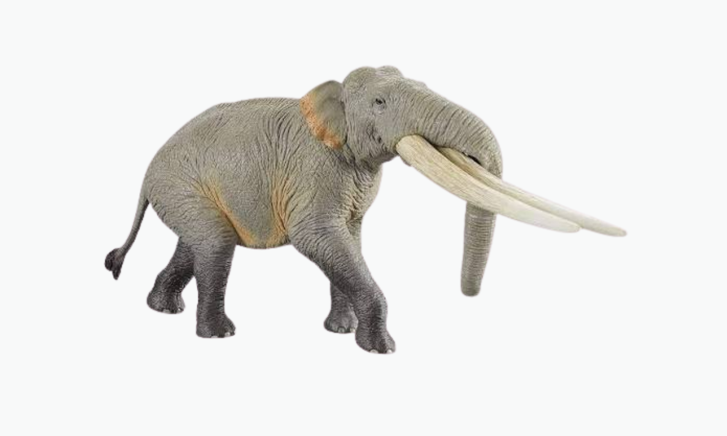 Stegodon | Type of Elephant