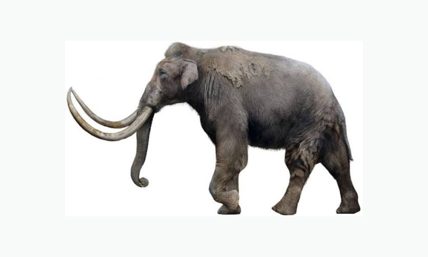 Steppe Mammoth | Type of Elephant