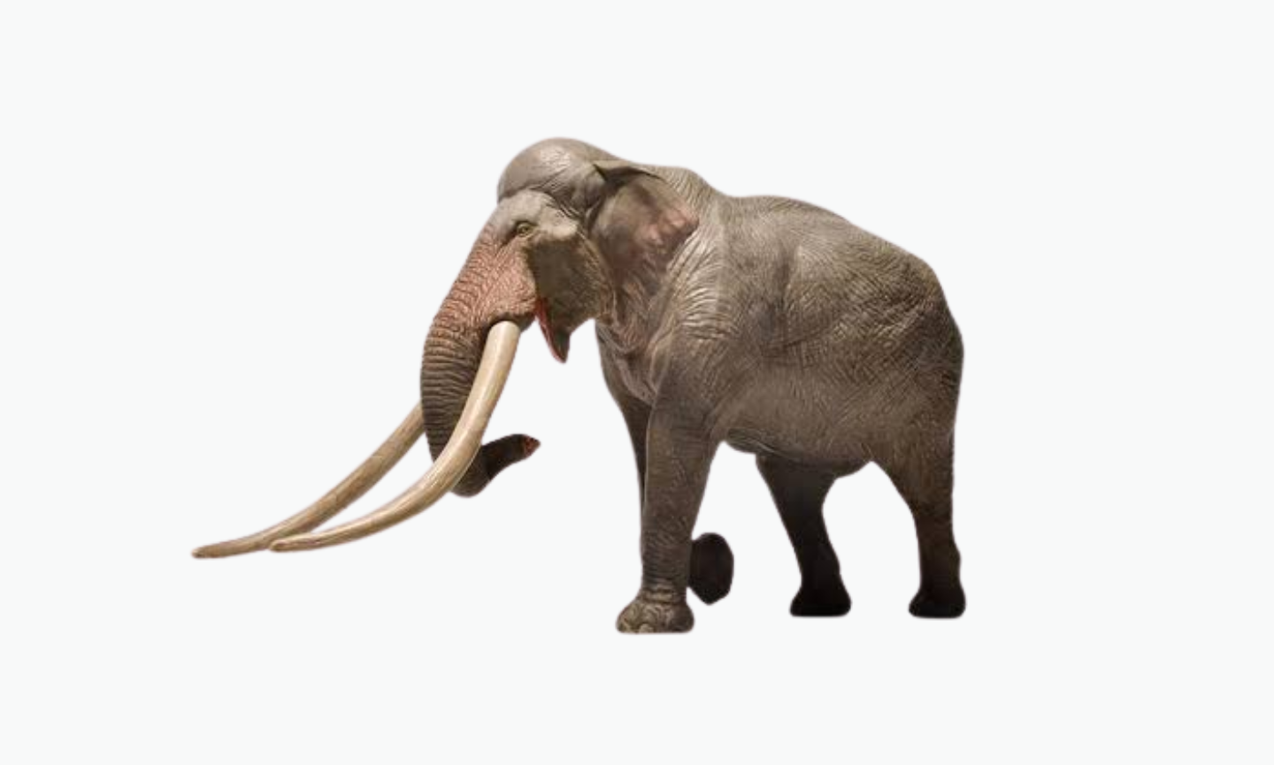 Straight-Tusked Elephant