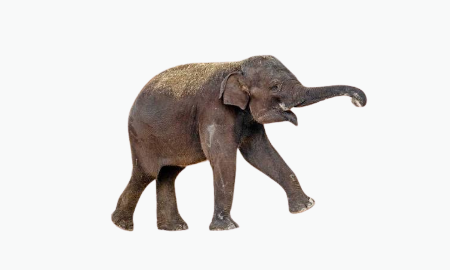 Sumatran Elephant