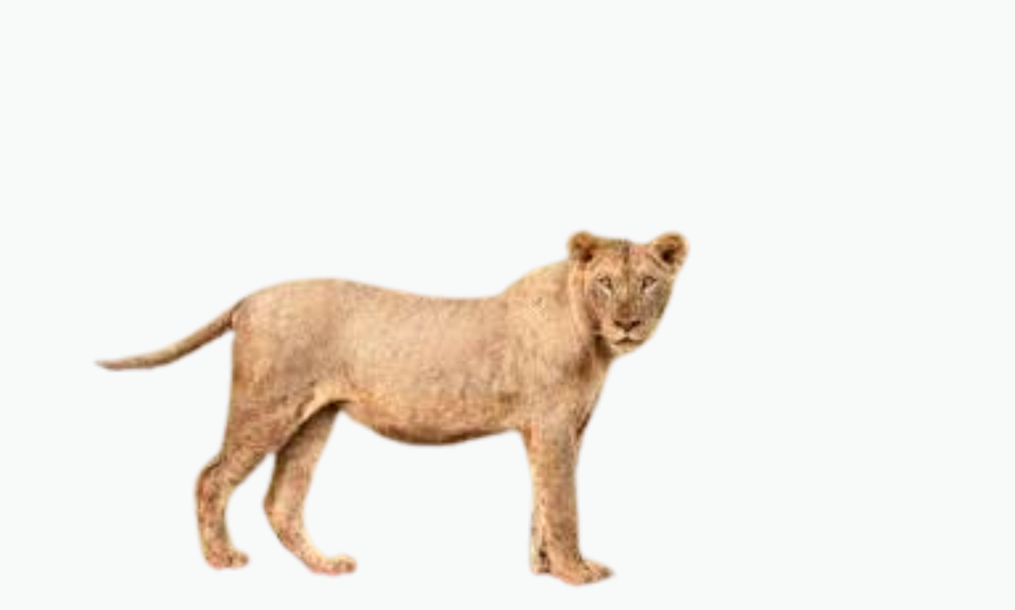 Tsavo Lion | Types of Lions