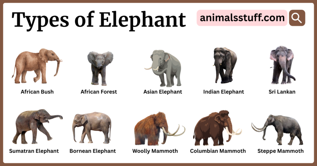 Type of Elephant with Their Pictures